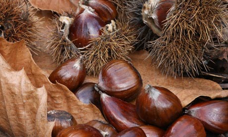 Sweet-chestnuts-007