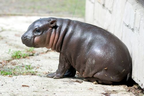 baby-hippo