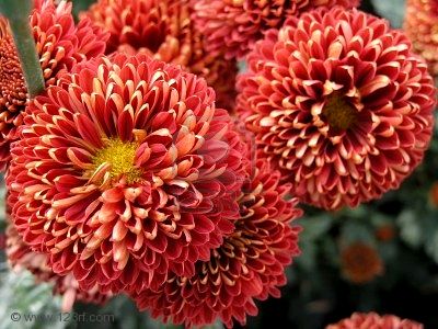 -bel-fiore-rosso-fiori-di-crisantemo